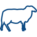 picto mouton